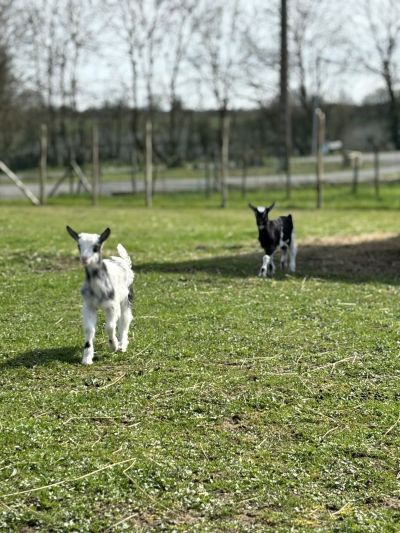 hotel restaurant business vendee 1
