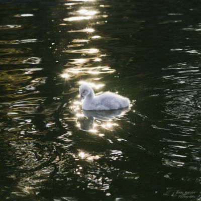 hotel restaurant business vendee 2 1