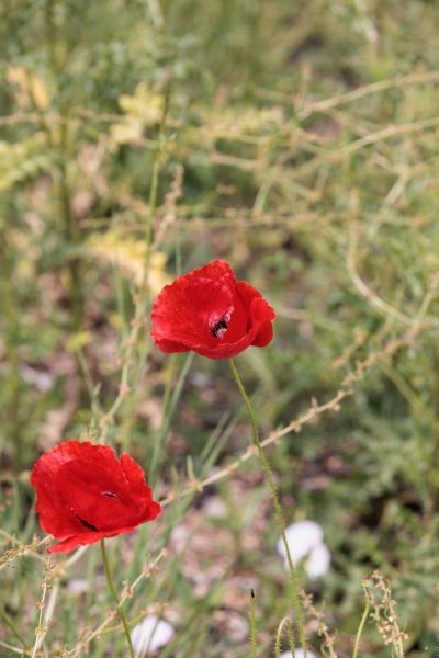 hotel restaurant business vendee 32