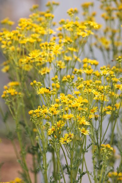 hotel restaurant business vendee 34