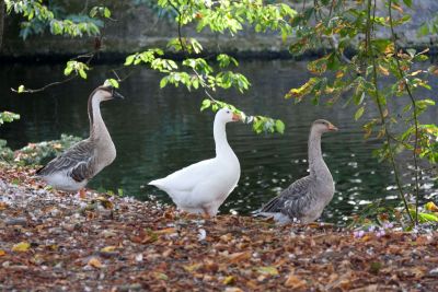 hotel restaurant business vendee 43 1